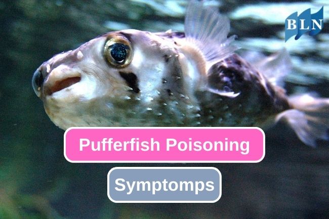 The Symptoms of Pufferfish Poisoning 
